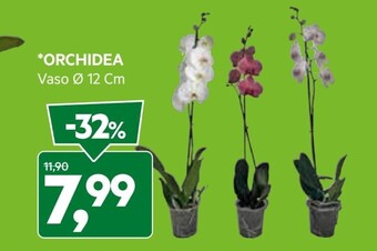 DPiù Orchidea offerta
