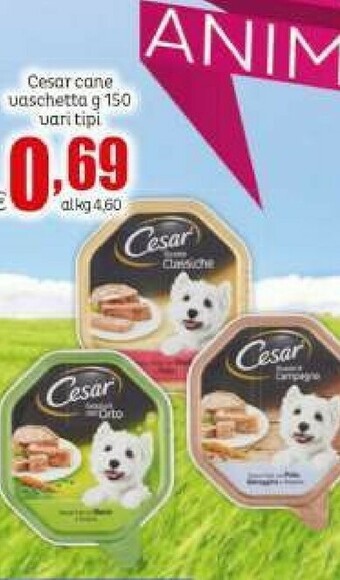 Elite Cesar Cane Vaschetta offerta