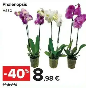 Carrefour Market Phalenopsis Vaso offerta