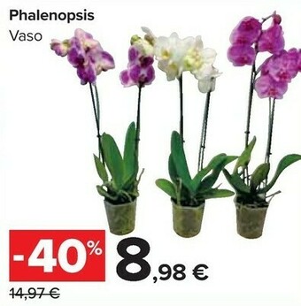 Carrefour Market Phalenopsis Vaso offerta