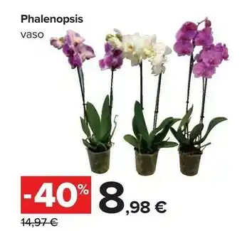 Carrefour Phalenopsis Vaso offerta