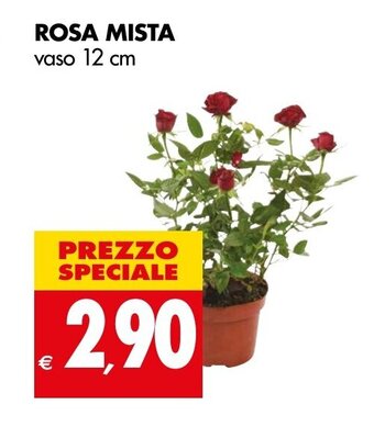 Tigros ROSA MISTA vaso 12 cm offerta