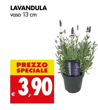 Tigros LAVANDULA vaso 13 cm offerta