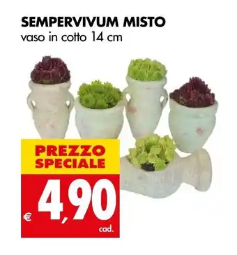 Tigros SEMPERVIVUM MISTO vaso in cotto 14 cm offerta