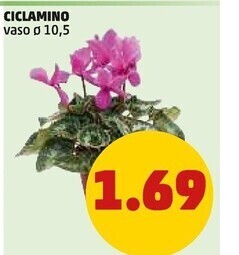 PENNY Ciclamino offerta