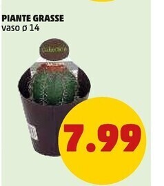 PENNY Piante grasse offerta