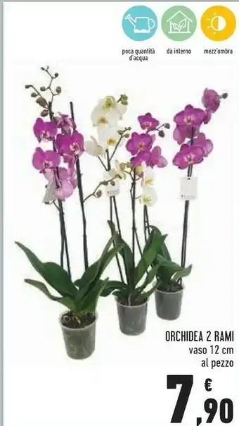 Conad Orchidea 2 Rami Vaso 12 Cm offerta
