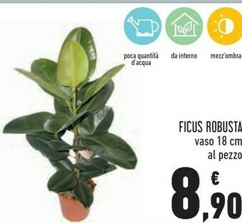 Conad Ficus Robusta offerta