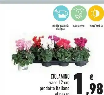 Conad Ciclamino Vaso 12 Cm Prodotto Italiano offerta