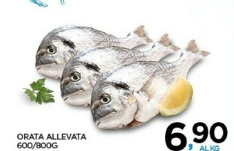 Interspar Orata offerta