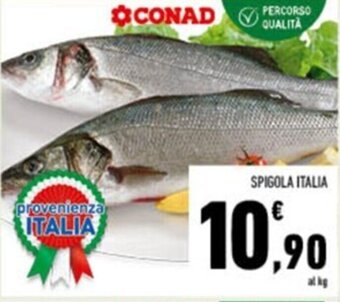 SPIGOLA ITALIA