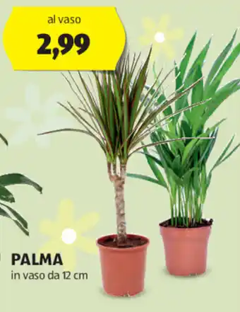 ALDI PALMA in vaso da 12 cm offerta