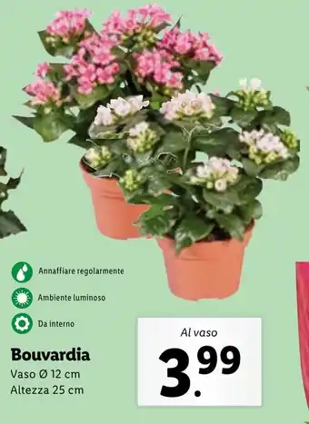 Lidl Bouvardia Vaso Ø 12 cm Altezza 25 cm offerta