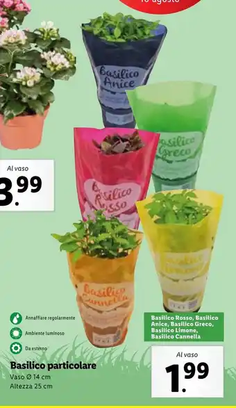 Lidl Basilico particolare Vaso Ø 14 cm Altezza 25 cm offerta