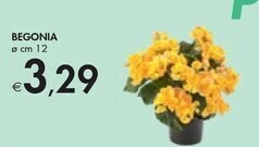 Bennet Begonia offerta