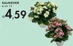 Bennet Kalanchoe offerta