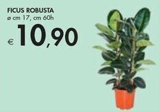 Ficus robusta