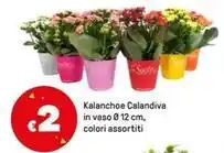 Coal Ma.ma birra offerta