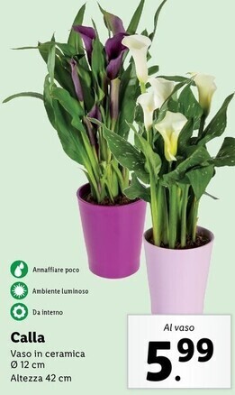 Lidl Calla offerta