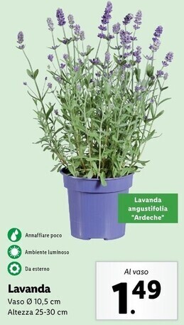 Lidl Lavanda offerta