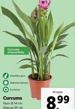 Lidl Curcuma offerta
