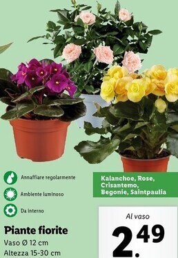 Lidl Piante fiorite offerta