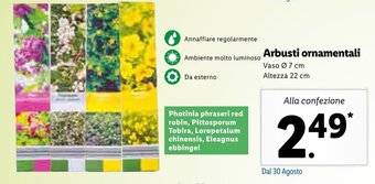 Lidl Arbusti ornamentali offerta