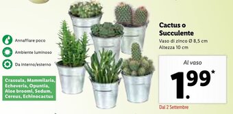 Lidl Cactus o Succulente offerta
