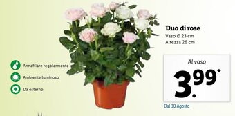 Lidl Duo di rose offerta
