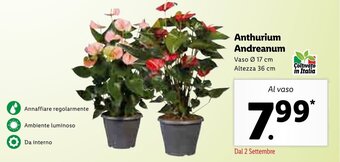 Lidl Anthurium Andreanum offerta