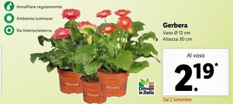 Gerbera