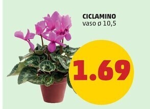 PENNY Ciclamino offerta