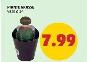 PENNY Piante grasse offerta