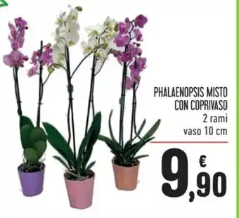 Spazio Conad PHALAENOPSIS MISTO CON COPRIVASO 2 rami vaso 10 cm offerta
