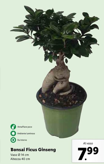 Lidl Bonsai Ficus Ginseng offerta