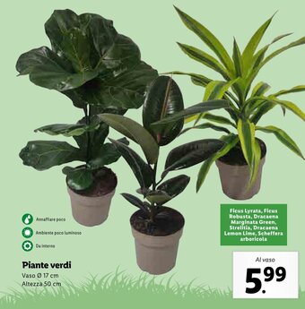 Lidl Piante verdi offerta