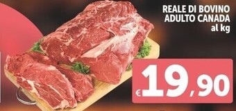 Reale di bovino adulto canada