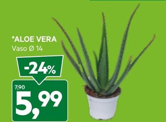DPiù Aloe vera offerta
