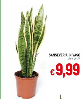 Galassia SANSEVERIA IN VASO offerta
