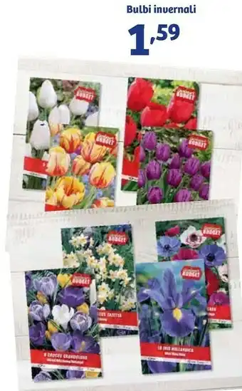 In'S Mercato In's Mercato Bulbi Invernali offerta