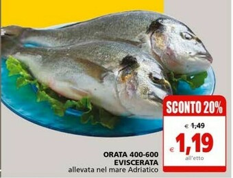 Il Gigante Orata 400-600 Eviscerata offerta