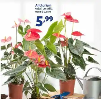 In'S Mercato In's Mercato Anthurium offerta