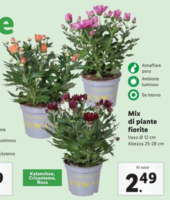 Lidl Mix di piante fiorite Vaso Ø 12 cm Altezza 25-28 cm offerta