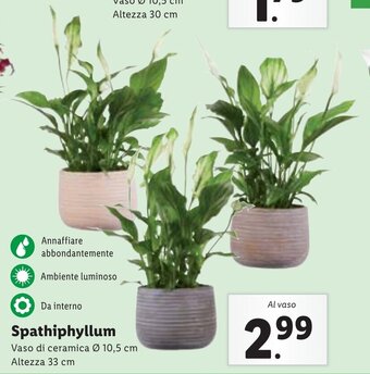 Lidl Spathiphyllum Vaso di ceramica Ø 10,5 cm Altezza 33 cm offerta