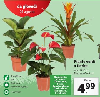 Lidl Piante verdi o fiorite Vaso Ø 12 cm Altezza 40-45 cm offerta