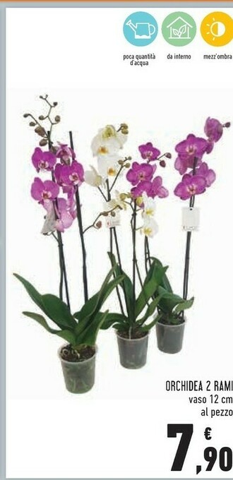 Conad Superstore Orchidea 2 Rami offerta