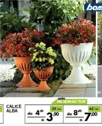 Orizzonte Alba Calice offerta