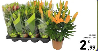Spazio Conad LILIUM vaso ø 13 cm offerta