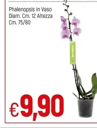 Famila Phalenopsis In Vaso offerta