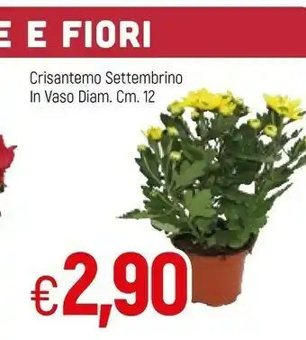 Famila Crisantemo Settembrino In Vaso offerta
